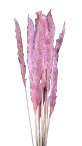 Pink Mini Eryanthus (Pampas Grass) S/10 36" 