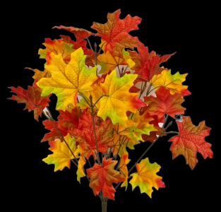 Red/Yellow/Green Maple Leaf Bush x 11 
18"