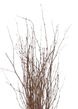 Short Natural Birch Branch Bundle 
1.5' - 2' 