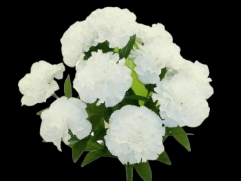 White Carnation x 11  17''