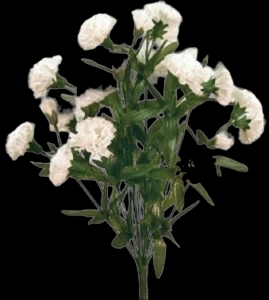 White Mini Carnation x 14  17" 