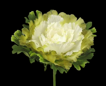 Cream/Green Cabbage Blossom Pick 
5.5" Diameter