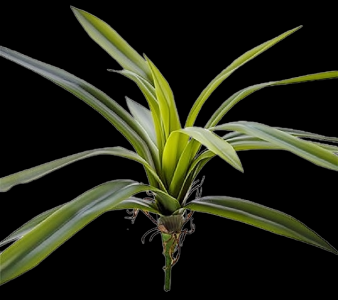 Cymbidium Orchid Leaves/Roots
14"