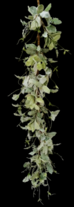 Eucalyptus Frosted Garland
5'