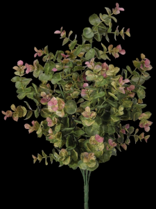 Variegated Green/Pink Eucalyptus Bush 
15"