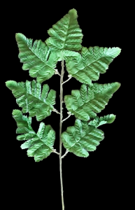 Leather Leaf Fern x 7 S/144
17"