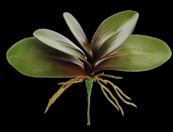 Phalaenopsis Orchid Leaf/Roots
11"