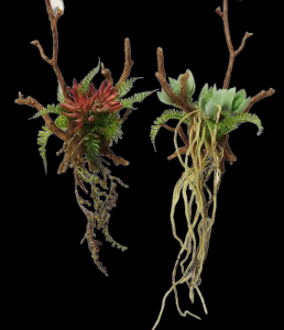 Succulent with Twigs and Roots S/2
10" 