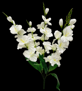Cream/White Gladiola x 5 
28"