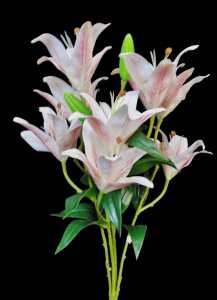 Cream/Pink Lily x 5 
21"