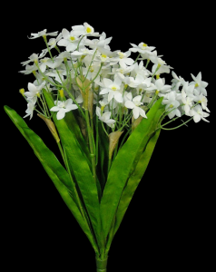 Paper White/Narcissus x 8
18"