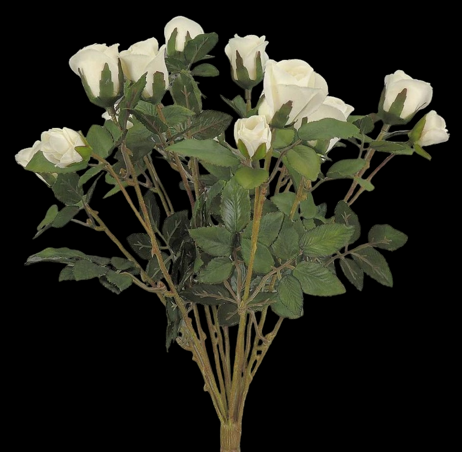 Cream Mini Rose Bush x 11
16"