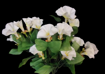 Cream/White Petunia x 14 
16"