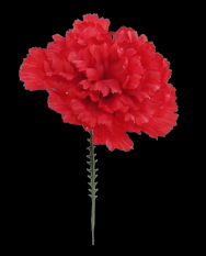 Red Carnation Pick S/100 
