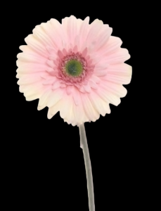 Cream/Pink Gerbera Stem
25", 4.5" Bloom