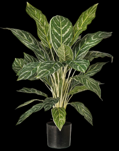 Aglaonema Potted Plant
26" Plant in 4.5" Pot , 38 Leaves