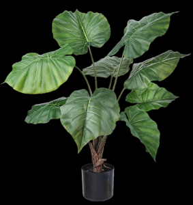 Alocasia Heart x 9 Potted Plant
28" Plant in 4.5" Pot