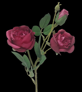 Aubergine English Garden Rose  x 3 Stem
17"