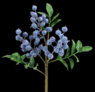 Blue Berry Leaf Pick 
14" 
