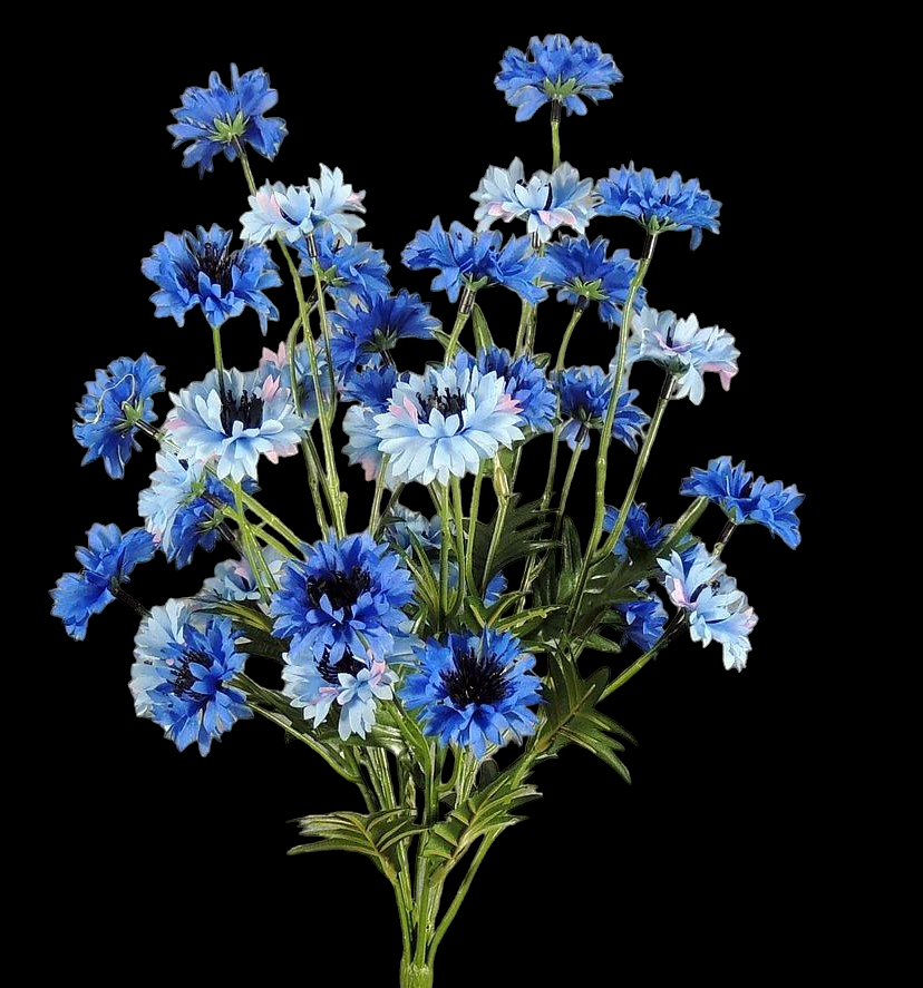 Blue Cornflower x 7
19"