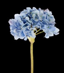 Blue Fresh Touch Garden Hydrangea 
21"