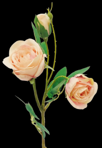 Blush Pink English Garden Rose  x 3 Stem
17"