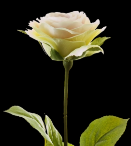 Blush Small Rose Stem S/6
17", 2.75" Bloom