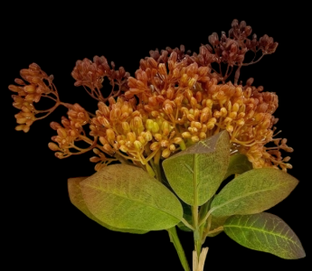 Brown Hydrangea Seed Bundle x 3 
13"