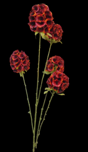 Burgundy Allium Stem x 5
29"