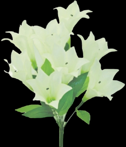 Cream Color Fast Trumpet Lily x 9 
24", 6" Blooms