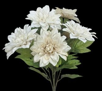Cream Dahlia x 7 
20", 5" Blooms