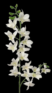Cream Dendrobium Orchid
34"