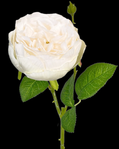 Cream English Garden Rose Stem 
17", 3.5" Bloom