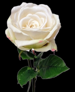 Cream Large Rose Stem
26", 4.5" Bloom