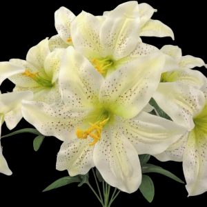 Cream Lily x 9 
18"