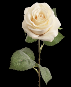 Cream Open Rose Stem
20", 4" Bloom