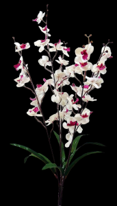 Cream Phalaenopsis Orchid Bush x 5 
27"