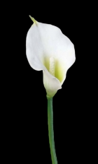 Cream Real Touch Calla Lily
18", 4" Bloom