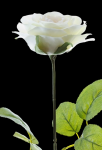 Cream Small Rose Stem S/6
17", 2.75" Bloom