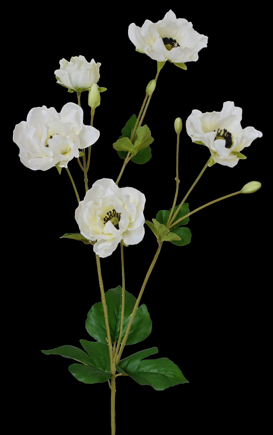 Cream/White Butterfly Ranunculus x 5 
27"