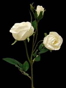 Cream/White English Garden Rose  x 3 Stem
17"