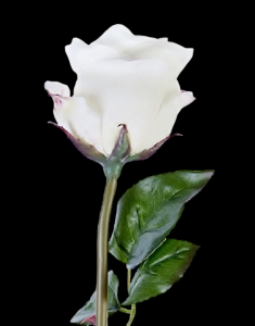 Cream/White Fresh Touch Beauty Rose Bud
25"