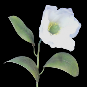 Cream/White Magnolia Stem
30", 5" Bloom