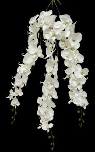 Cream/White Phalaenopsis Orchid Spray x 3 
43"