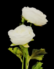 Cream/White Ranunculus x 2 Stem
19"