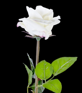Cream/White Real Touch Beauty Open Rose Stem 
25", 4" Bloom
