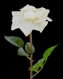Cream/White Real Touch Large Bloom Open Rose Stem 
26", 6" Bloom