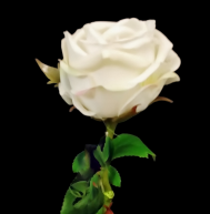 Cream/White Small Rose Stem
26", 3.5" Bloom
