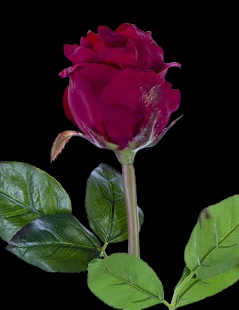 Crimson Red Fresh Touch Beauty Rose Bud
