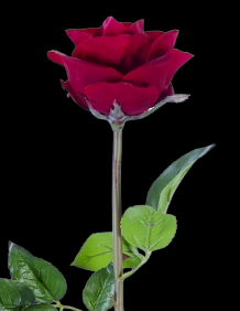 Crimson Red Real Touch Beauty Open Rose Stem
25", 4" Bloom
